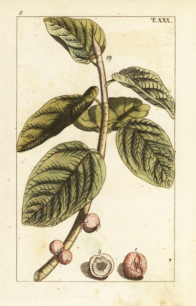 Banyan fikongren med frukt, Ficus benghalensis. av Unbekannter Künstler