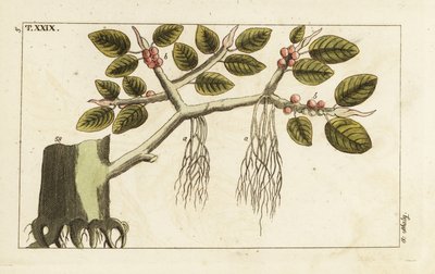 Banyanfikonträd med luftrötter, Ficus benghalensis. av Unbekannter Künstler