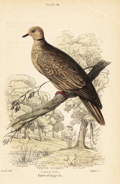 Barbariduva, Streptopelia risoria. 1889 (gravyr) av Unbekannter Künstler