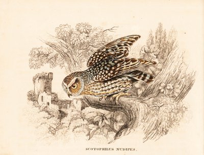 Barbent uggla, Margarobyas lawrencii (Nakenfotad nattuggla, Scotophilus nudipes). Handkolorerad stålgravyr från Georg Friedrich Treitschkes naturhistoriska galleri, Naturhistorischer Bildersaal des Thierreiches, Liepzig av Unbekannter Künstler