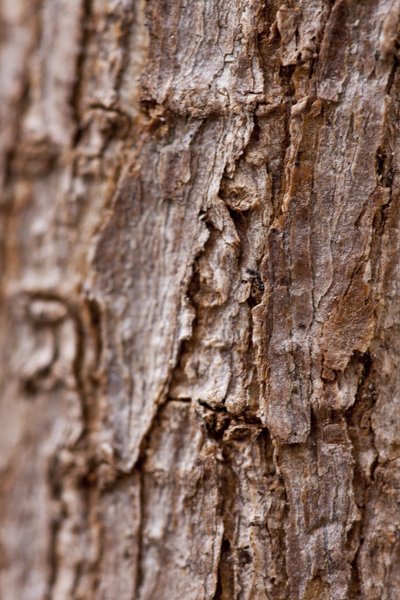 Bark II (bild) av Unbekannter Künstler