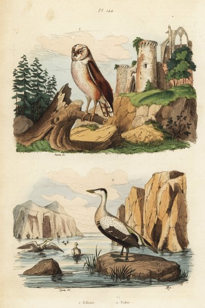 Tornuggla, Tyto alba och ejder, Somateria mollissima av Unbekannt