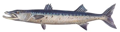 Barracuda - Stor barracuda (Sphyraena barracuda) av Unbekannter Künstler