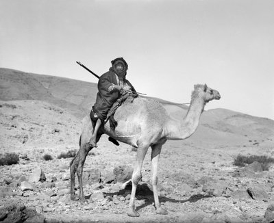 Beduin rider på en kamel, ca 1936 (s/v foto) av Unbekannt