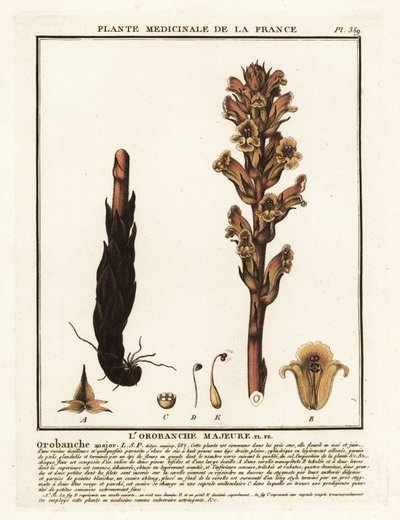 Sänghalm kvastrape; Orobanche caryophyllacea. av Unbekannter Künstler