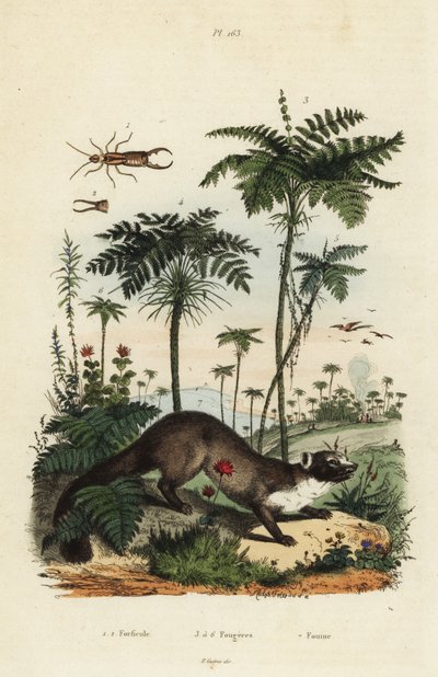 Bokmård, Martes foina 7, örontvist, Forficula auricularia 1,2 och sorter av ormbunke, Filices art 3-6 av Unbekannt