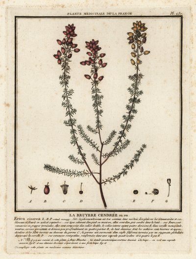 Klockljung, Erica cinerea. av Unbekannter Künstler
