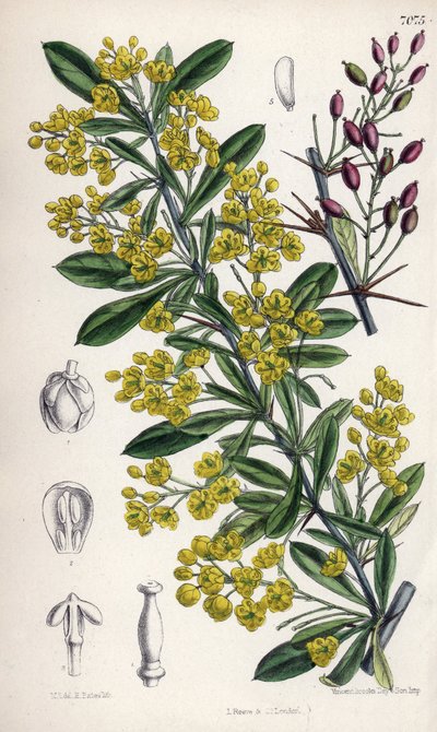 Berberis lycium, berberisbuske med gula blommor från västra Himalaya. Teckning av Matilda Smith (1854-1926), litografi av E. Bates i Curtis Botanical Magazine, av Joseph Dalton Hooker, utgiven i London, England, av L. Reeve and Co av Unbekannter Künstler