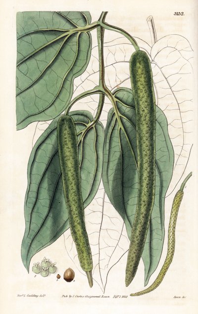 Betel - Betelpeppar, Piper betle. Handkolorerat kopparstick av Swan efter en illustration av Rev. L. Goulding från Samuel Curtis