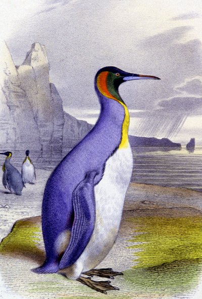 Stora pingvinen, ca 1850 (litografi) av Unbekannter Künstler