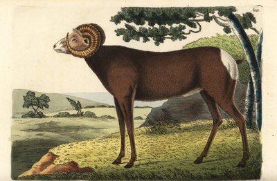 Tjockhornsfår eller kanadensiskt får. Ovis canadensis. Illustration ritad och graverad av Richard Polydore Nodder. Handkolorerat kopparstick från George Shaw och Frederick Nodders The Naturalist