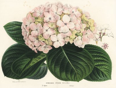 Storbladig hortensia, Hydrangea macrophylla (Hydrangea otaksa). Handkolorerad litografi från Louis van Houtte och Charles Lemaires Flowers of the Gardens and Hothouses of Europe, Flore des Serres et des Jardins de l