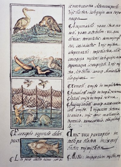 Fågeljakt på sjön, sida från den florentinska Codex, tvåspråkig version på spanska och Nahuatl, Allmän historia om det nya Spaniens saker, av den spanska missionären Fray Bernardino de Sahagun (1499-1590). Aztekisk civilisation av Benjamin Baud