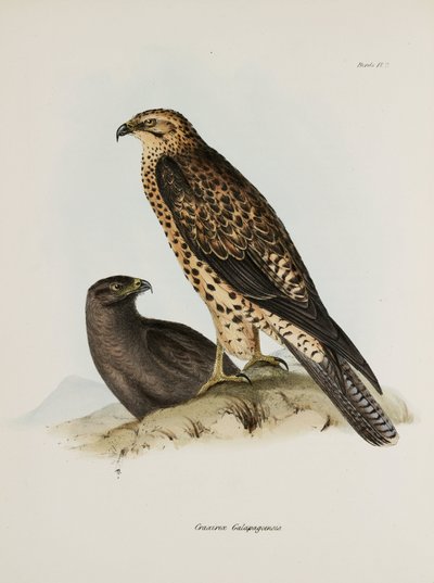 Rovfåglar, Galapagosöarna, ca 1832-1836 av Unbekannt