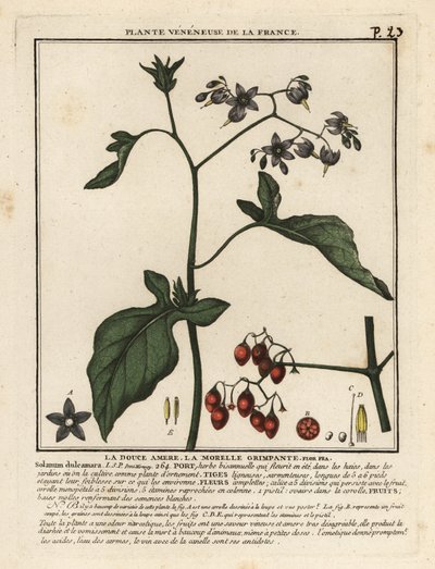 Bittersöt nattskugga, Solanum dulcamara. av Unbekannter Künstler