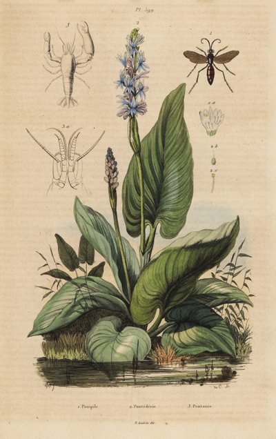Svartbandad spindelgeting, Anoplius viaticus 1, plockgräs, Pontederia cordata 2 och väktarräka, Anchistus custos 3 av Unbekannt
