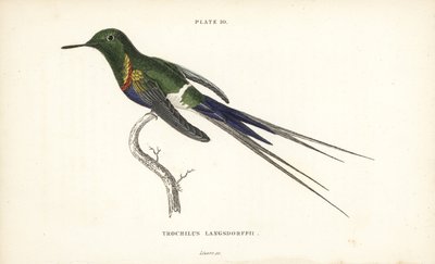 Svartbukig tornstjärt, Discosura langsdorffi (Langsdorffs kolibri, Trochilus langsdorffii). Handkolorerad stålgravyr av William Lizars från Sir William Jardines Naturalist