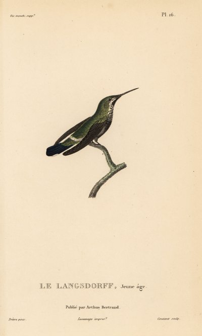 Svartbukig tornseglare, Discosura langsdorffi (Ornismya langsdorfii). Omogen. Handkolorerad stålgravyr av Coutant efter en illustration av Jean-Gabriel Pretre från Rene Primevere Lessons Natural History of the Colibri Genus of Hummingbirds. av Unbekannter Künstler