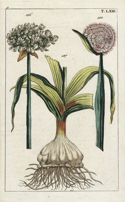 Svart vitlök, Allium nigrum 186, och lök, Allium cepa, lök 187 och blomma 188. Handkolorerat kopparstick av en botanisk illustration från G. T. Wilhelms "Unterhaltungen aus der Naturgeschichte" (Encyclopedia of Natural History) av Unbekannter Künstler