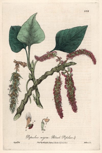 Svartpoppel (Populus nigra) - Botanisk plansch av Isaac Russell, graverad av Charles Matthews, hämtad från "English Botanical Phenomenes" av William Baxter (1788-1871) av Unbekannter Künstler