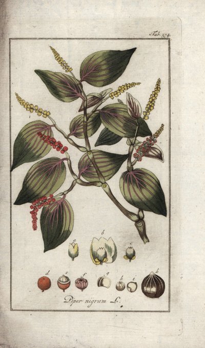 Svartpepparskål (Piper nigrum). Litografi från "Afbeelding der Artseny-Gewassen" av Johannes Zorn (1739-1799), Nederländerna av Unbekannter Künstler
