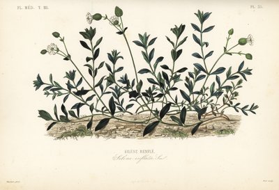 Blåscampion, Silene vulgaris, Silene inflata, Silene-utbuktningar av Unbekannt