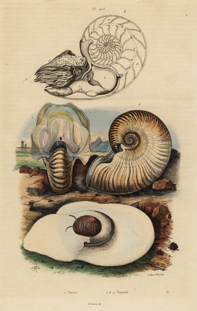 Blåsmånsnigel, Neverita didyma 1, crusty nautilus, Nonion navel 2, och chambered nautilus, Nautilus pompilius 3,4 av Unbekannt