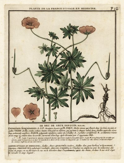 Blodig tranäbb, Geranium sanguineum. av Unbekannter Künstler
