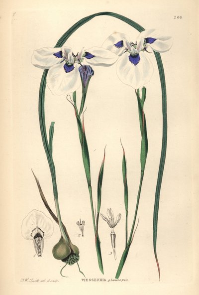 Blåögd Uintjie eller Blouooguintjie, Moraea aristata (Ocellate viesseuxia, Vieusseuxia glaucopis). Handkolorerat kopparstick tecknat och graverat av Frederick W. Smith från John Lindley och Robert Sweet