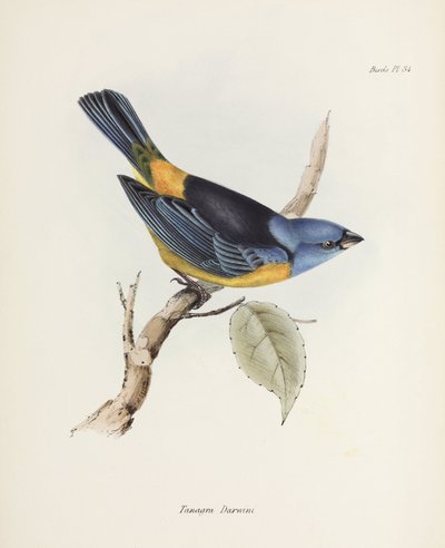 Blå och gul tanager, Sydamerika, c 1832-1836 av Unbekannter Künstler