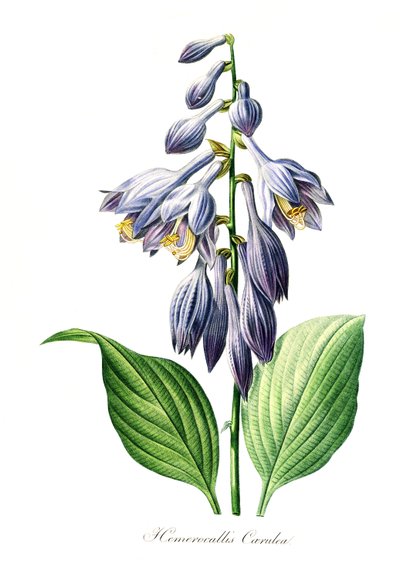 Blå daglilja (Hemerocallis) caerulea, digital reproduktion av ett original från 1700-talet, ursprungligt datum okänt av Unbekannter Künstler