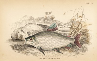 Bocachico eller koulimata, Prochilodus rubrotaeniatus (blekrödstrimmig laxkarp, Prochilodus rubro-taeniatus). Handkolorerat stålgravyr av W.H. Lizars efter en illustration av James Stewart från Robert Schomburg