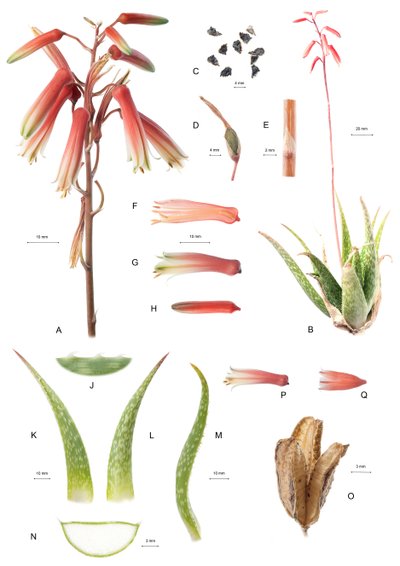 Botanisk styrelse/Aloe/Aloe av Unbekannt