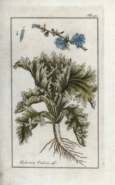 Botanisk term: Endivie, Cichorium endivia. Handkolorerat botaniskt kopparstick från Johannes Zorns "Afbeelding der Artseny-Gewassen", Jan Christiaan Sepp, Amsterdam av Unbekannter Künstler