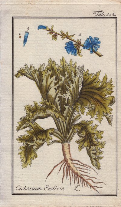 Botanisk: Endivieväxt med rot, blad och blommor, Cichorium endivia. Handkolorerat kopparstick efter en teckning av B. Thanner från Johannes Zorns "Icons plantarum medicinalium", Tyskland av Unbekannter Künstler