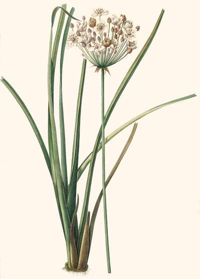 Botanisk illustration/Rdoute/Butomus umbellatus/Umbelly Butome/Blomsterarmband av Unbekannt