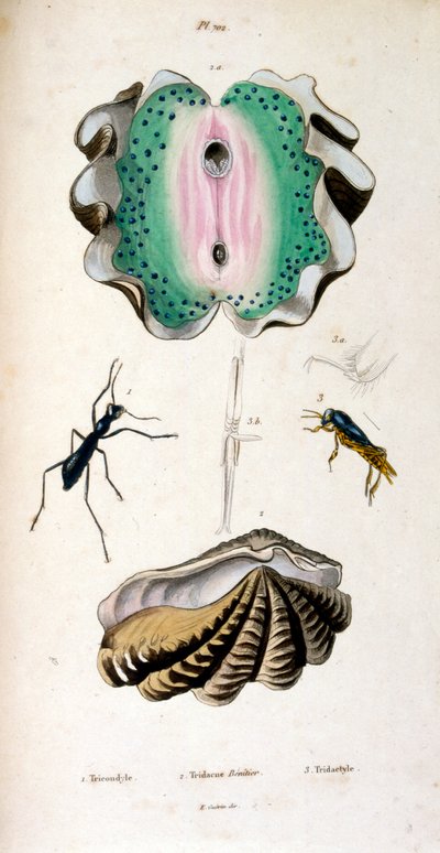 Botanisk och zoologisk illustration av F. E. Guérin. Ur Dictionnaire pittoresque d