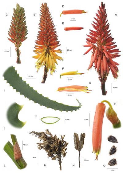 Botanisk tavla/Aloe arborescens/Aloe arborescens av Unbekannt