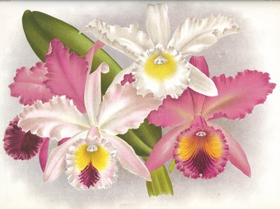 Botanisk styrelse/Cattleya labiata/Lindenia av Unbekannt
