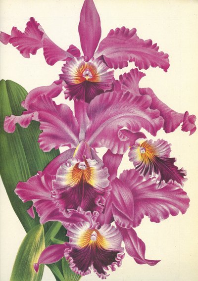 Botanisk tavla/Cattleya labiata var. Perfecta/Lindenia av Unbekannt