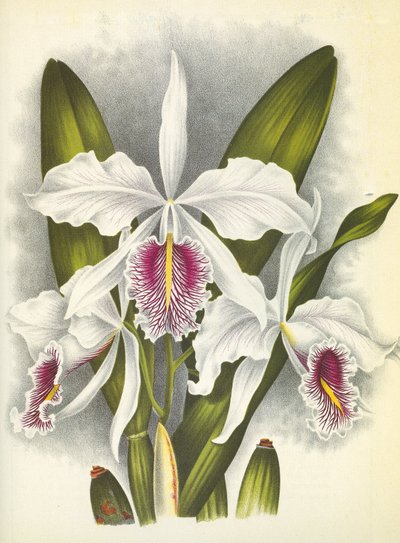 Botanisk tavla/Cattleya maxima var. Virginis/Lindenia av Unbekannt