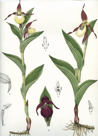 Botanisk tavla/Cypripedium calceolus/Venus hov av Unbekannt