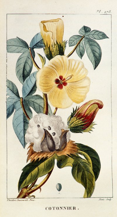 Botanisk tavla/Gossypium sp/Bomull av Unbekannt