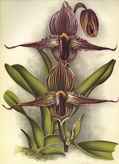 Botanisk tavla/Paphiopedilum rothschildianum/Lindenia av Unbekannt