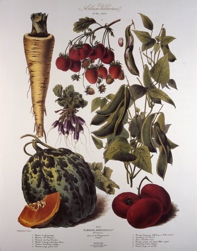 Botanisk tavla/Vilmorin av Unbekannt