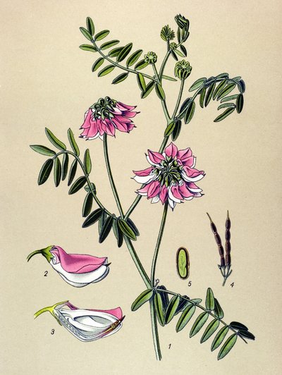 Botanisk tavla, växt: Coronilla bigarree (Coronilla varia) av Unbekannter Künstler