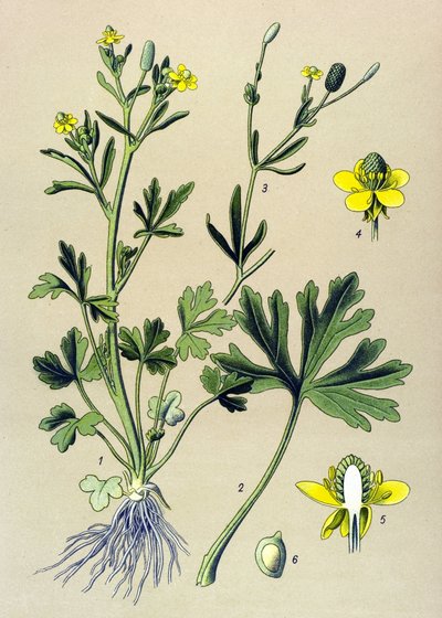 Botanisk styrelse. Venenös (giftig): Smörblomma eller smörkelleriblad (Ranunculus sceleratus) av Unbekannter Künstler