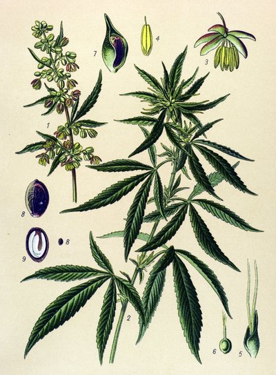 Botanisk styrelse. Venenös (giftig) och medicinalväxt: Hampa (Cannabis sativa) av Unbekannter Künstler