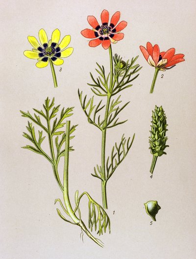 Botanisk styrelse. Venenös (giftig) och medicinalväxt: Summer Adonis (Adonis aestivalis) av Unbekannter Künstler