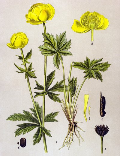 Botanisk styrelse. Venenös växt (giftig): Europeiskt troll (Trollius europaeus) av Unbekannter Künstler